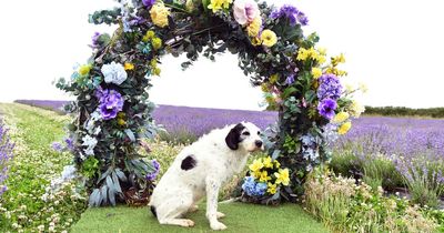 Rhossili sunflowers and lavender fields in Three Crosses set to return