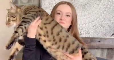 Fat cat! Woman's pet cat grows to be the size of an adult male bobcat