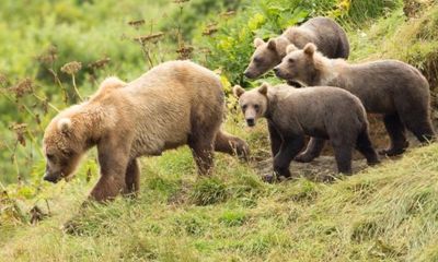 Rabbit hunter in Alaska is forced to shoot a momma grizzly bear