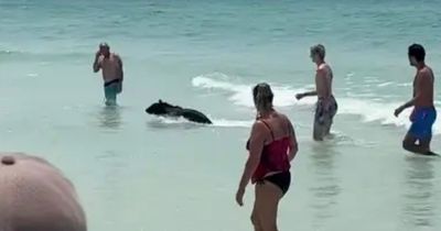 Bear shocks Florida beachgoers by swimming out of the ocean