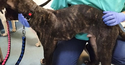 Glasgow couple banned from keeping dogs after 'emaciated' pets rescued from home