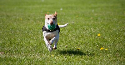 Best time to walk your dog during a heatwave