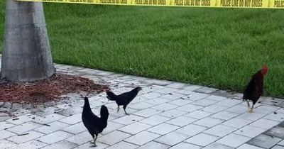 Reporters waiting for Trump to arrive at Miami courthouse are bombarded by roosters