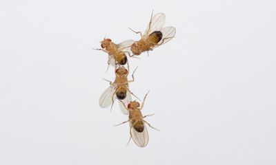 Fruit flies have shorter lives if exposed to their own dead, scientists find