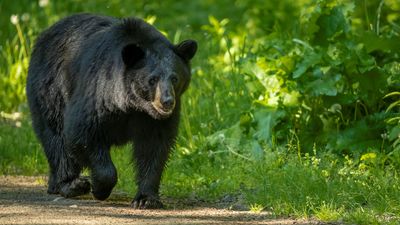 Bear attacks sleeping camper in Montana and returns despite bear spray