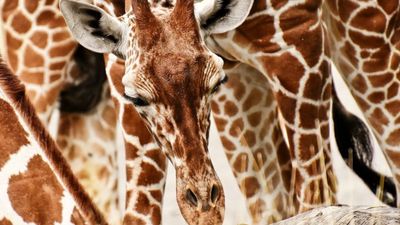 Why Giraffes Are Even More Endangered Than Previously Thought