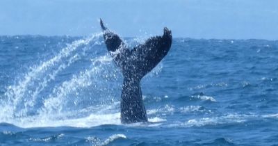 Humpback whale filmed 'splashing' in sea off UK coast in incredibly rare sighting