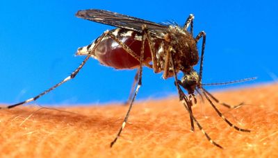 West Nile Virus found in Chicago-area mosquitoes