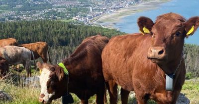 Mourne Mountains: Special cattle breed to help regenerate area after gorse fires