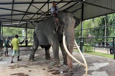 Ailing elephant's return flight date not locked in
