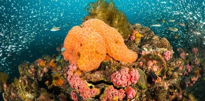 Bad break-up in warm waters: why marine sponges suffer with rising temperatures