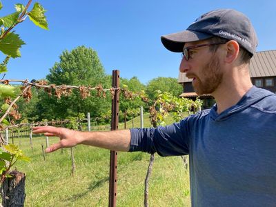 Federal assistance sought for northeastern vineyards, orchards hit by late frost
