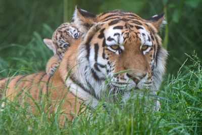 Tiger cubs explore their enclosure at Norfolk zoo