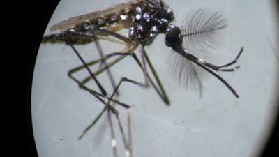 Vaccine trials against chikungunya virus 'promising', but more research is still needed