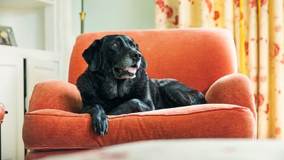 Trainer reveals six tips for a better behaved dog — and it all comes down to structure