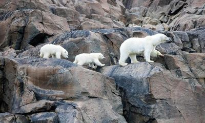 Our Planet II review – so much of David Attenborough’s new show is just astonishing