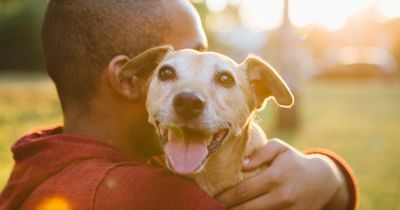 What temperature is too hot for dogs and when is heat stroke risk increased