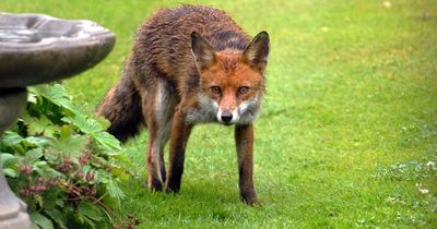 Four ways to keep foxes and cats out of your garden with natural repellents
