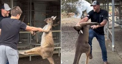 Astonishing moment American tourist grabs kangaroo by throat after it kicked him at zoo