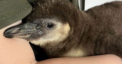 Scots safari park welcome 'adorable' new baby penguin with summery name