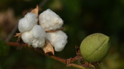 RSS’s farmer’s body asks Haryana government to immediately withdraw permission for testing of GM crops