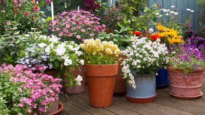 I tried the self-watering TikTok hack that will keep plants hydrated through summer