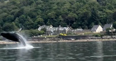 Rare River Clyde sighting of humpback whale leaping out of water caught in fantastic video