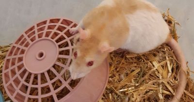Pet rat trapped in plastic box and abandoned near Glasgow bins in scorching weather