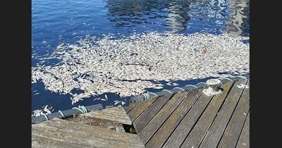 Shock as new images emerge showing thousands of dead fish at Salford Quays