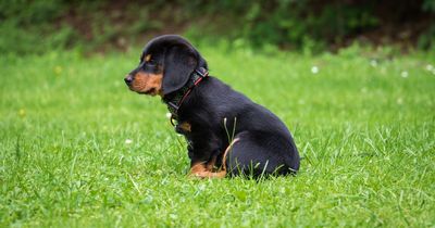 Millions of dog owners warned over red flag signs to look out for