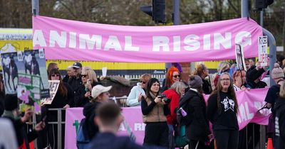 British Horseracing Authority declines TV debate with animal rights group to end protests