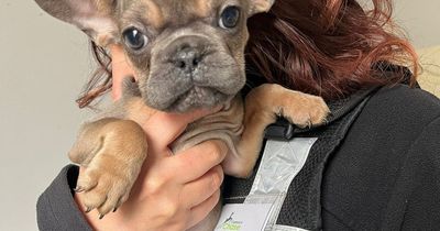 12 puppies and dogs rescued from 'filthy' breeding operation