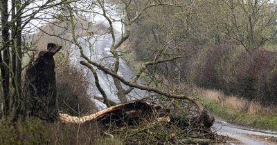 Government funding will restore Northumberland woodland damaged by 'horrific' Storm Arwen