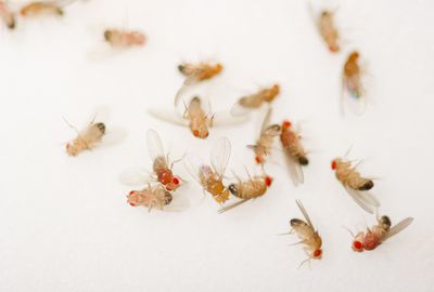 How dead fruit flies harm living ones