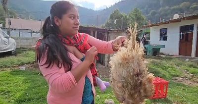 Terrified Guatemalans fear bloodsucking 'chupacabra' feasting on their chickens and ducks