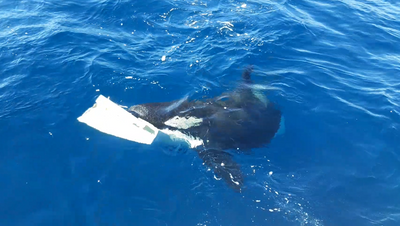 Orcas attack boat with ruthless efficiency, tearing off rudders in just 15 minutes