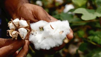 Explained | What is the status of transgenic crops in India?