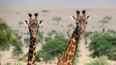 Endangered Masai giraffes may be inbreeding themselves to extinction