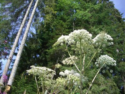 What is giant hogweed, the UK’s ‘most dangerous’ plant?