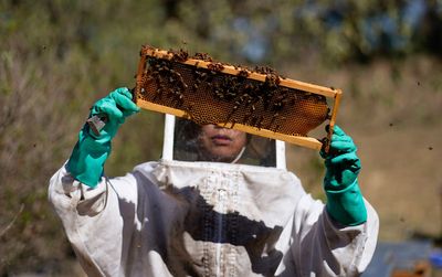 Let it bee: The women on a mission to save Mexico City's bees