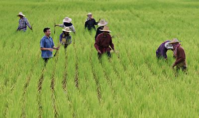 Rice glut will be put to test with El Niño’s return