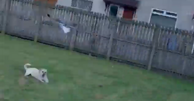 Scots woman and dog 'continuously attacked' by swooping seagulls in back garden