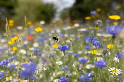 Pollen season: what you need to know
