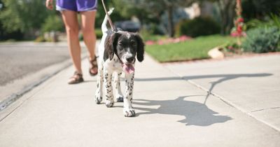 Trusted five-second test checks if it's too hot to walk your dog outside in UK heatwave