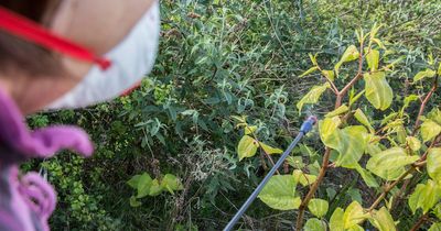 How to clear Japanese knotweed, giant hogweed and other invasive weeds without damaging your home