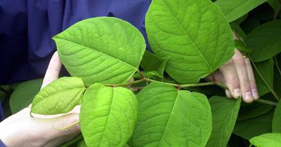 How to clear Japanese Knotweed, Giant Hogweed and other invasive weeds without damaging your home