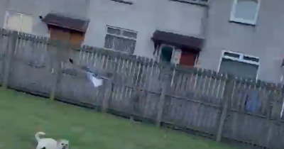 West Lothian woman and dog 'continuously attacked' by swooping seagulls in back garden