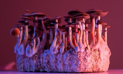 Psychedelics by David Nutt review – hope or hype?
