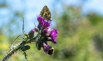 Key EU biodiversity law makes next stage despite rebellion from MEPs