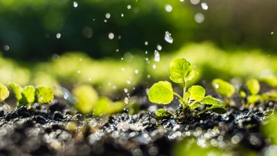 Dos and don'ts of watering plants in hot weather – how and when to water in high temperatures